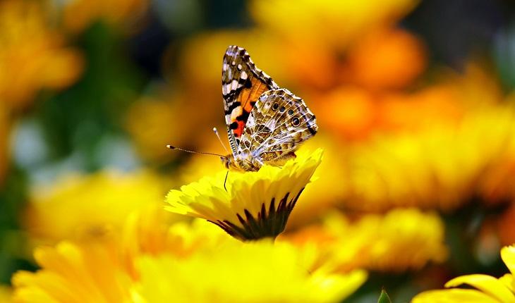 Campo com flores amarelas e borboleta em dia mais feliz