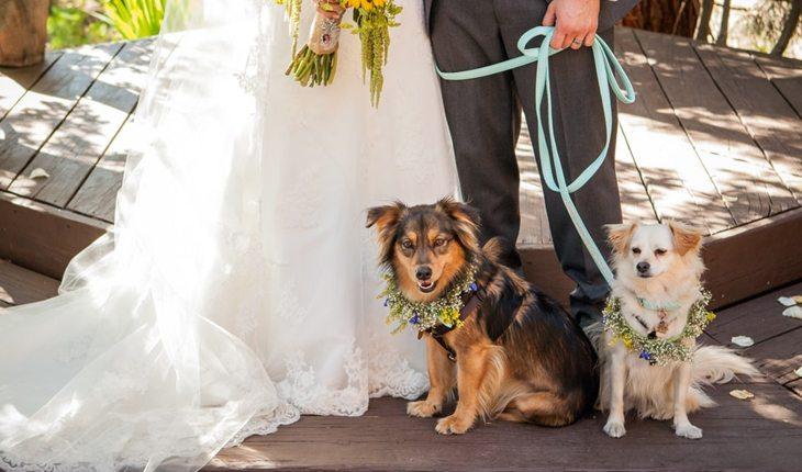 casal no casamento com dois cachorros pequenos na coleira com enfeites de flor