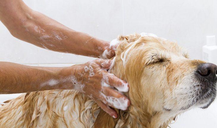 pessoa dando banho em um cachorro