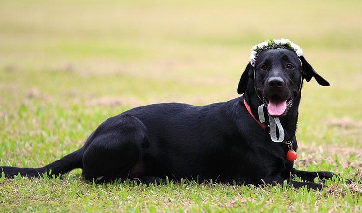 cachorra preta com tiara de flores