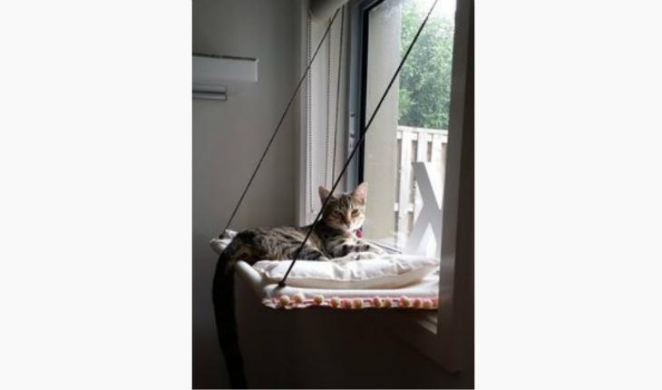 decoração gatos em casa na janela pinterest