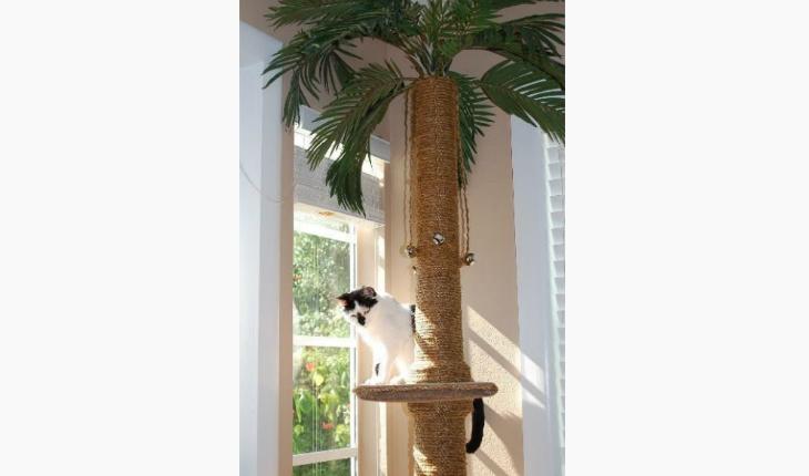 decoração gatos em casa planta com arranhador pinterest