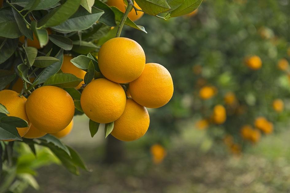 A laranja aparece em primeiro lugar na lista de alimentos com maior potencial de contaminação aguda da Anvisa