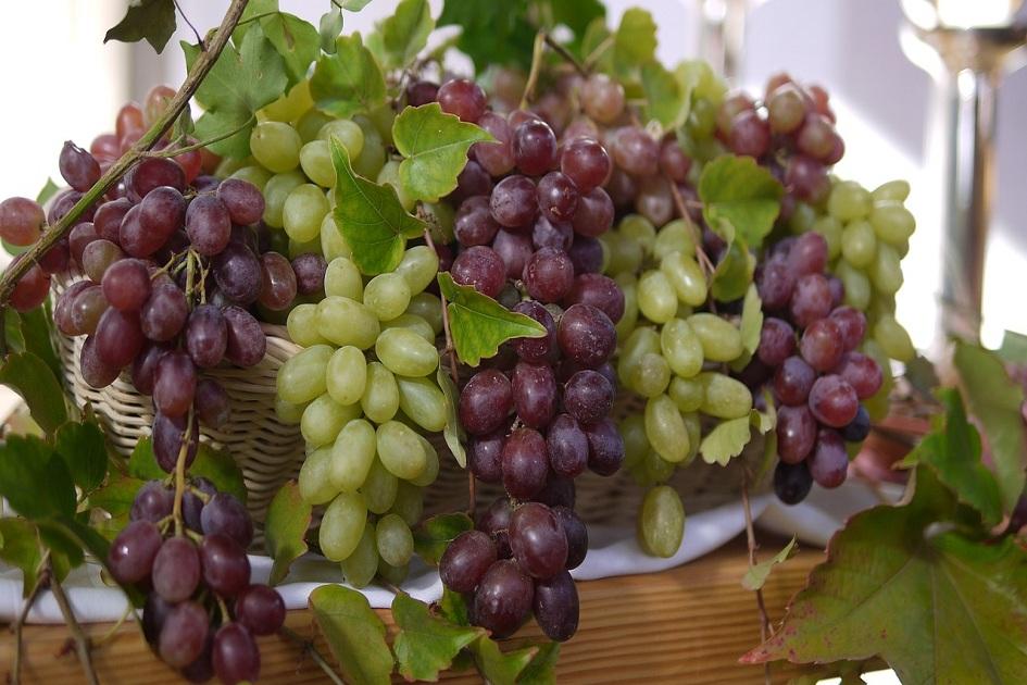 Para auxiliar nos cuidados ao coração e na prevenção do envelhecimento precoce, o consumo de uvas e vinhos é essencial