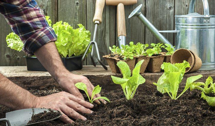 Na foto há a mão de uma pessoa plantando verduras na terra.