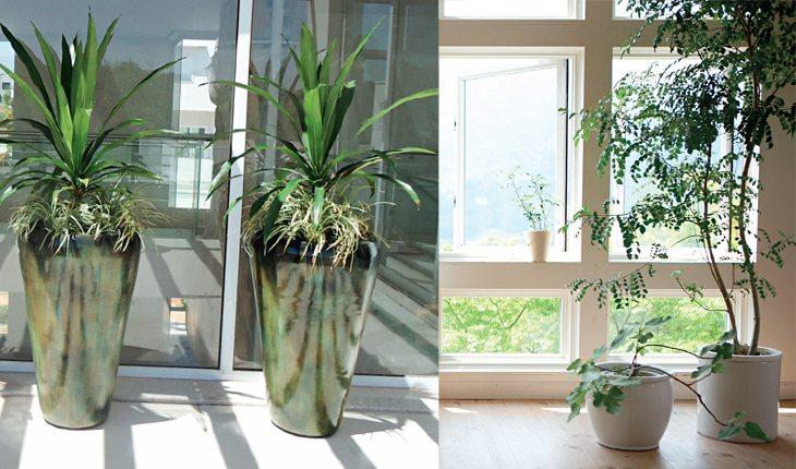 Na imagem há duas fotos de plantas em vasos dentro de casa.