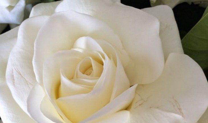 Rosa branca plantada