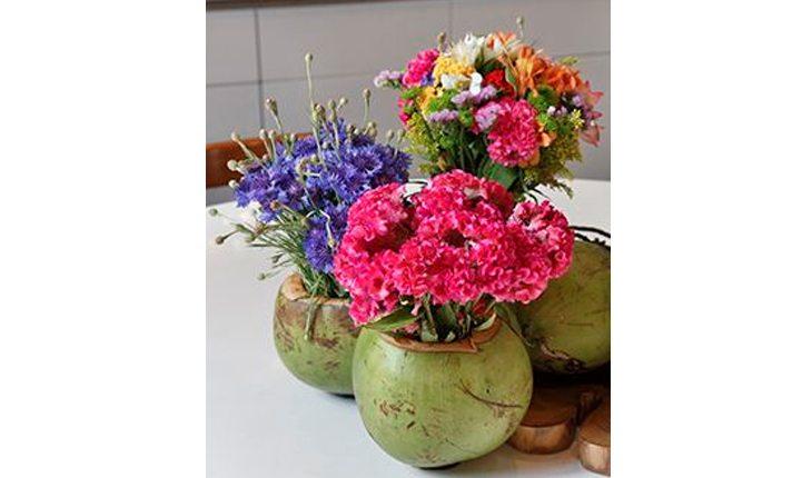 Na foto há vasos de flores feitos com cocos verdes.