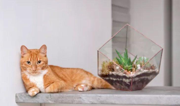 Decoração. Foto de um vaso em cima de uma bancada com um gato deitado