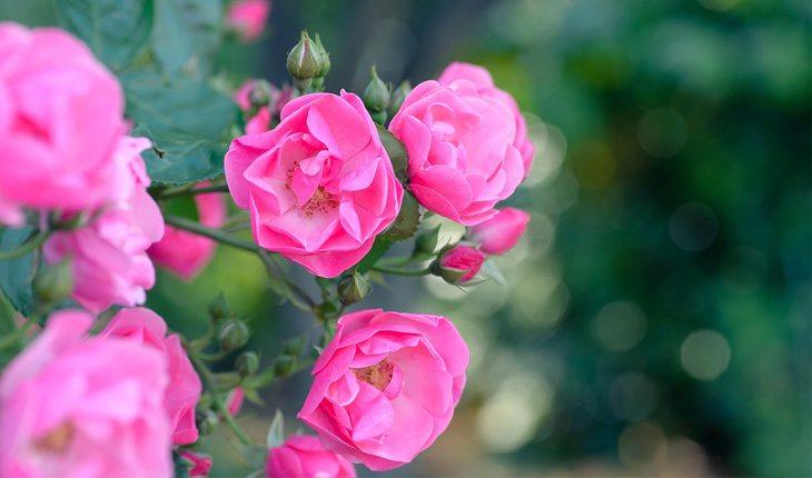 flores rosas em um jardim