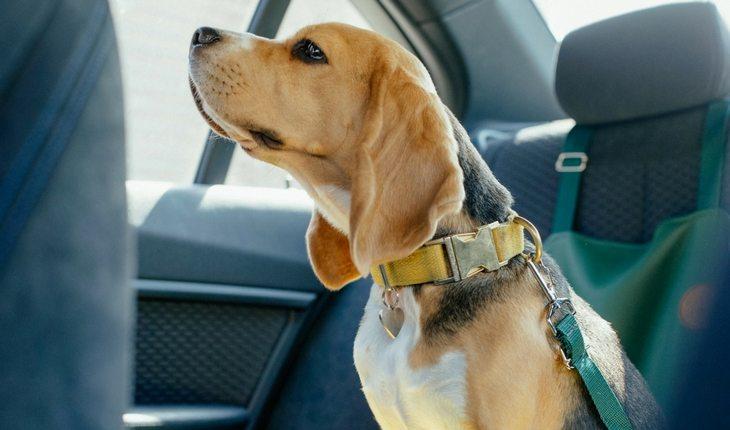 Cachorro dentro de um carro com a cabeca levantada