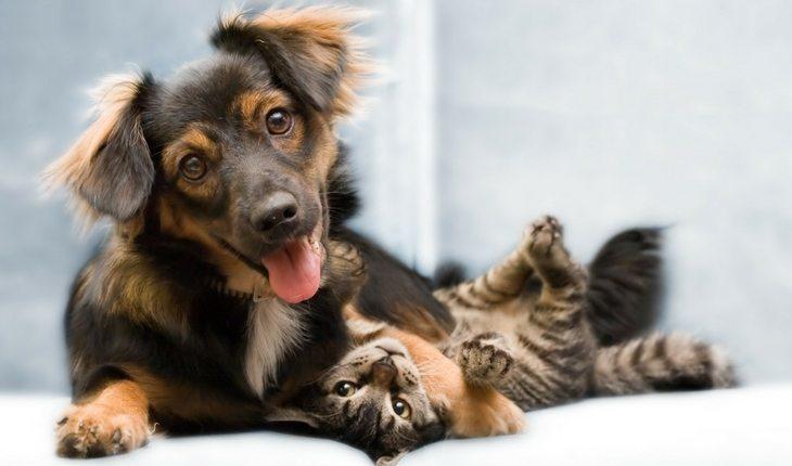 Cachorro e gato marrons interagindo