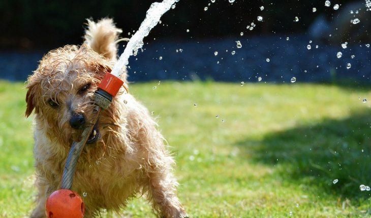 Cachorro mordendo torneira com água corrente