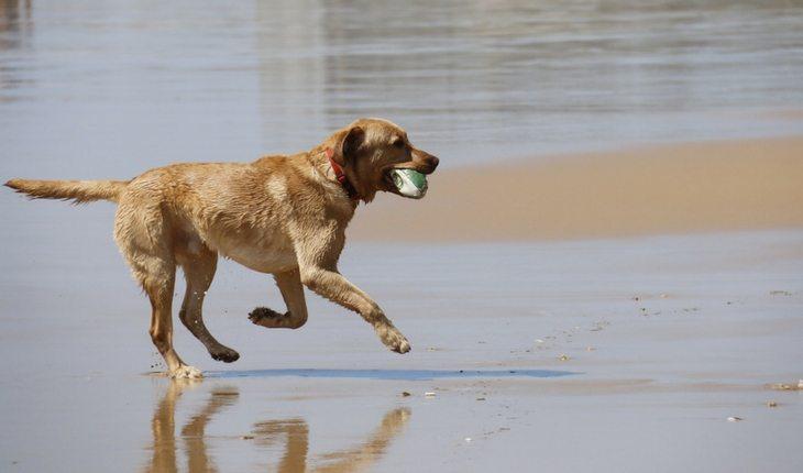 Cachorro correndo na areia