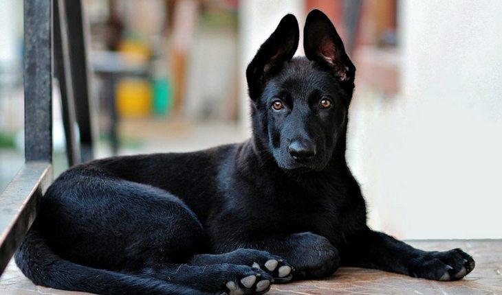 Cachorro preto com orelhas levantadas