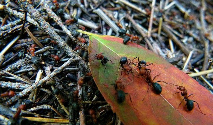 Formigas em cima de folhas secas