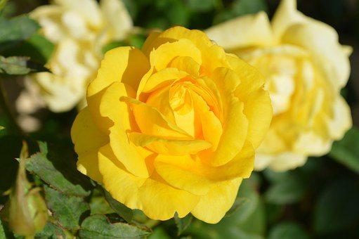 Flores amarelas: Rosas amarelas