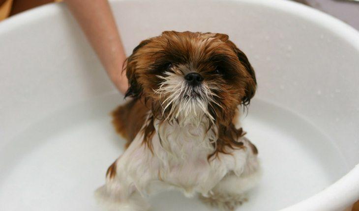 Cão tomando banho na bacia