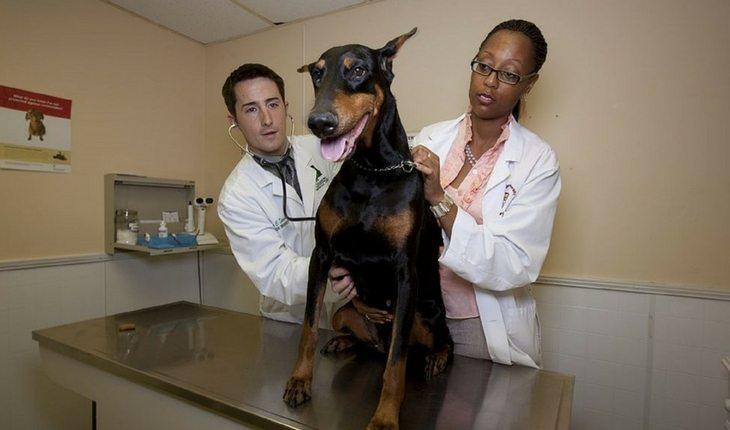Dois veterinários cuidando de cachorro