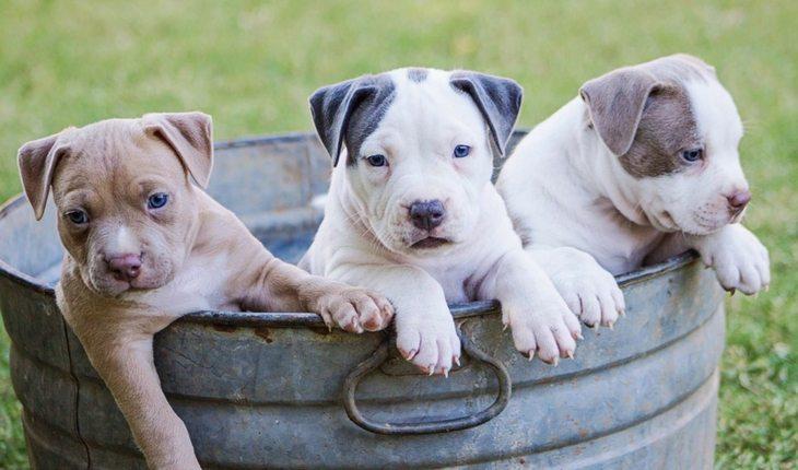 Três cachorros dentro da lata