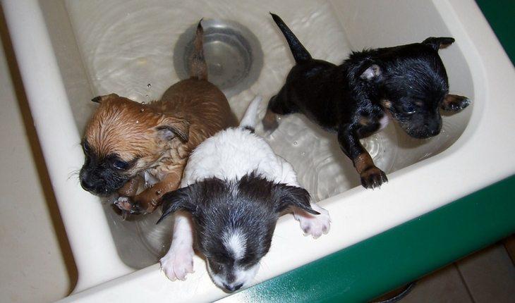Três cãezinhos em banho na banheira