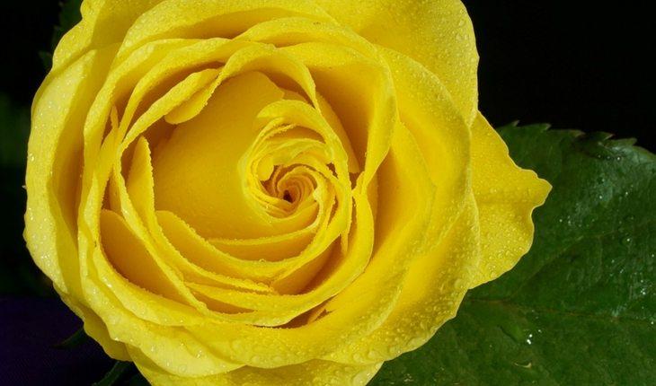 Rosa amarela molhada