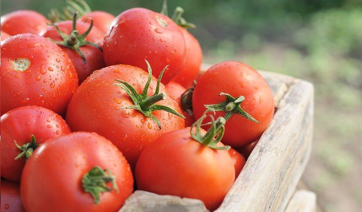tomate vermelho rico em licopeno