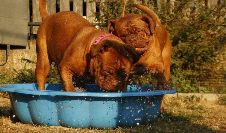 Dois cachorros tomando banho de bacia