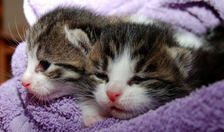 Gatos enrolados em cobertor