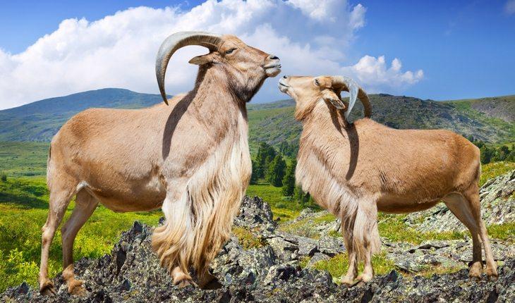 Duas cabras na frente de montanhas