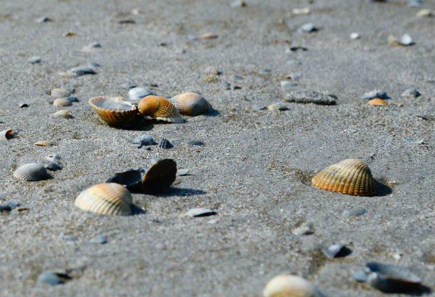 Conchas na praia