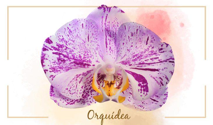 flor orquídea