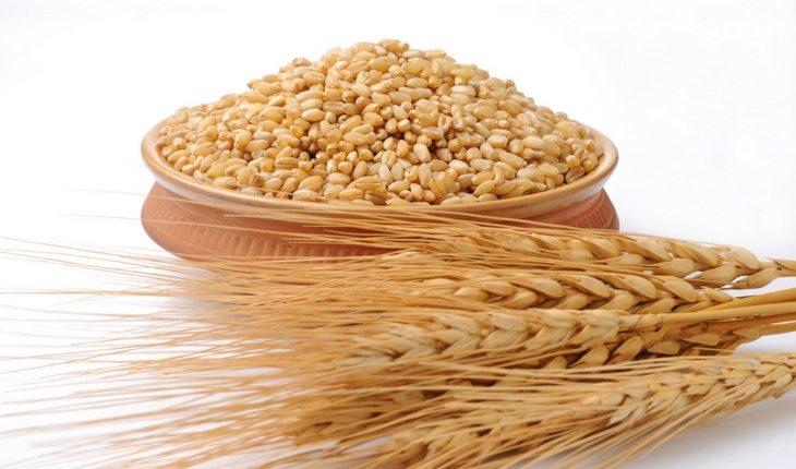 Semente e folha de trigo
