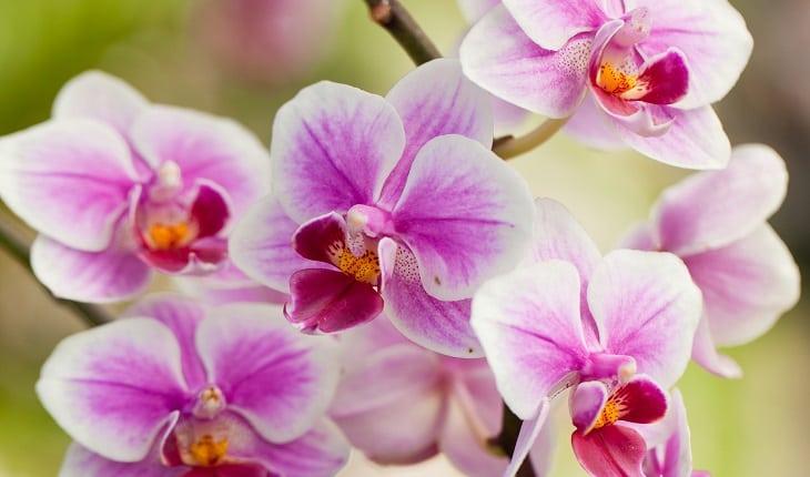 Flores de orquídea na cor rosa