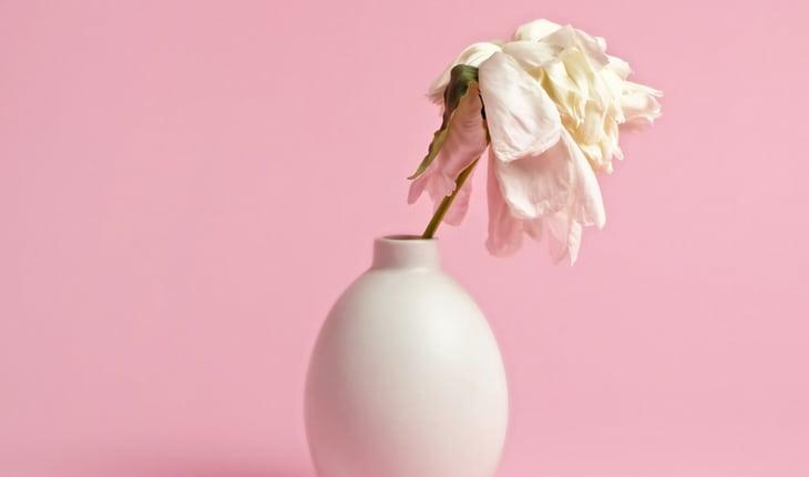 Vaso com flor branca murcha em fundo rosa