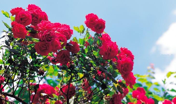 Rosas vermelhas em jardim