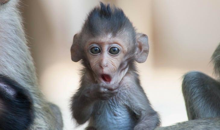 Macaco filhote com cara de chocado