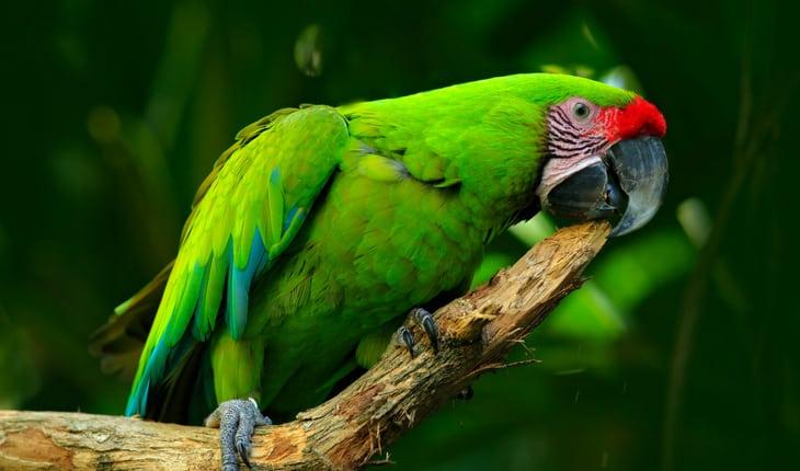 Papagaio verde com bico preto sentado em galho de árvore