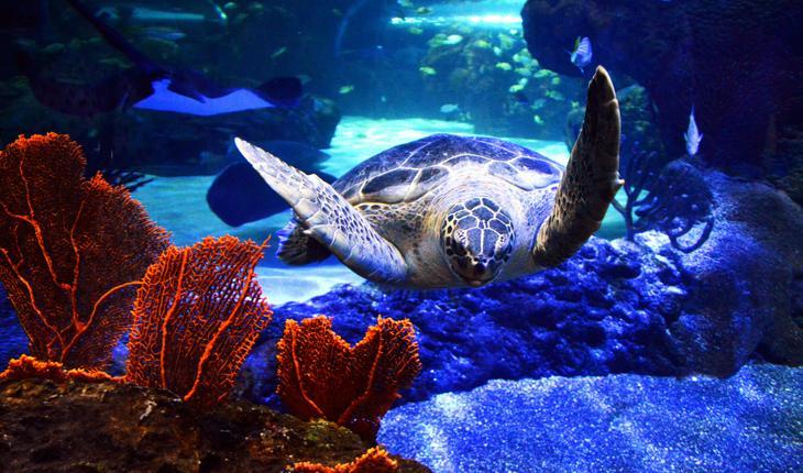 Tartaruga-marinha dentro de água nadando perto de corais vermelhos
