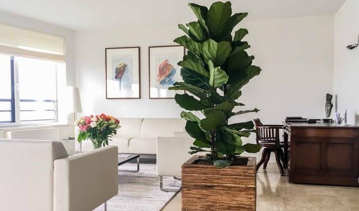 plantas para apartamento Ficus Lyrata