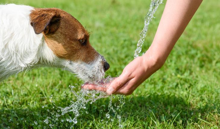 Confira 10 dicas para aliviar o calor do seu cachorro nos dias quentes