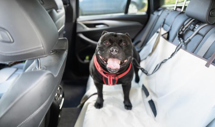 Animais no carro: 6 dicas para cuidar dos cães e gatos durante as viagens