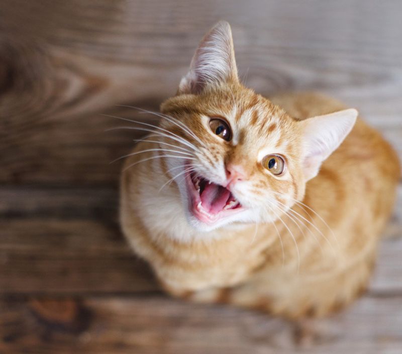 Miados dos gatos: o que significa cada um?