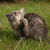 A pulga causa coceira e desconforto nos gatos
