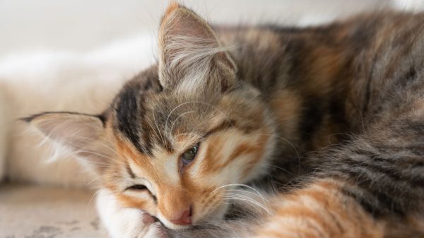 Estilo e qualidade de vida interferem na expectativa de vida dos gatos