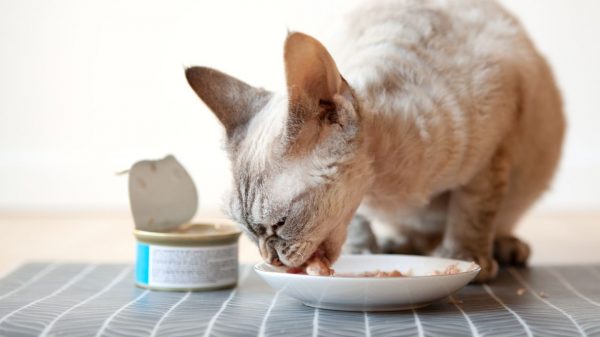 Descubra se a comida de verdade enlatada é uma boa opção para o seu pet