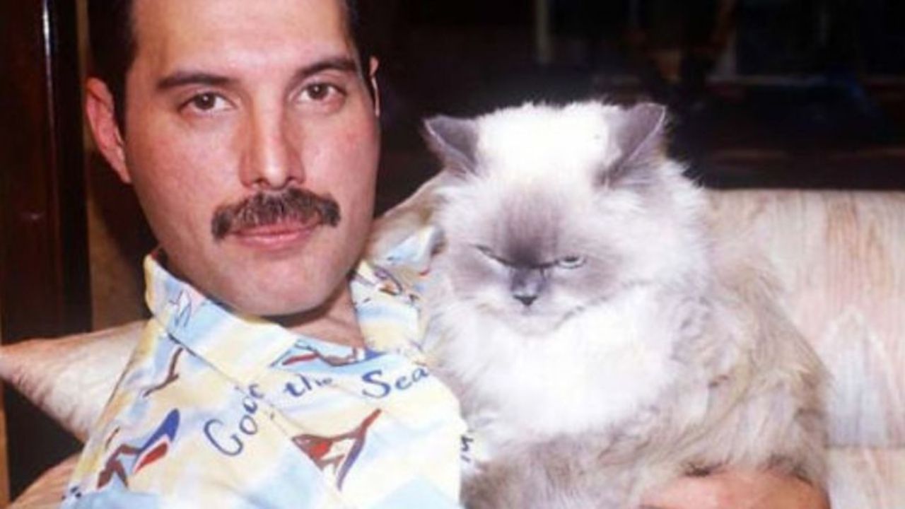 O amor de Freddie Mercury por gatos começou em 1973 