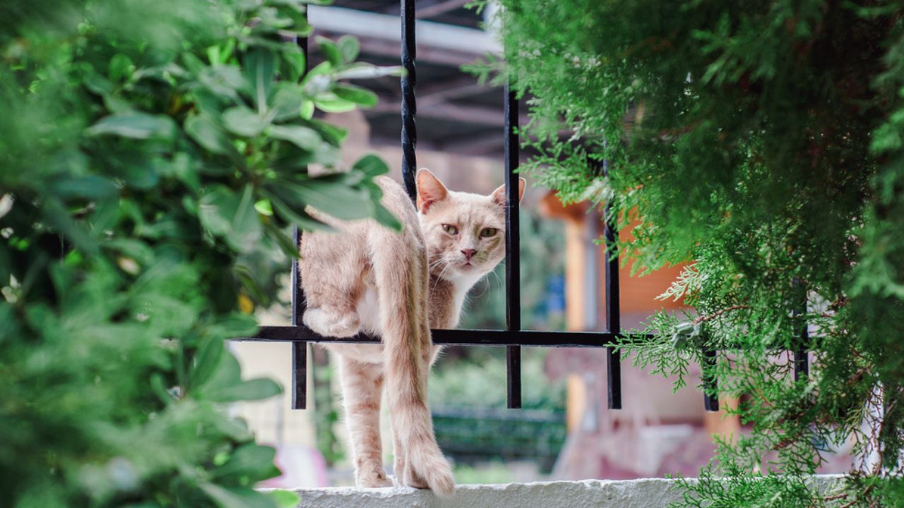 Não deixar o gato fugir de casa ajuda a evitar doenças no animal