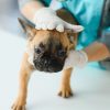 Saiba mais sobre a hérnia de disco em cães