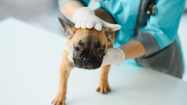 Saiba mais sobre a hérnia de disco em cães